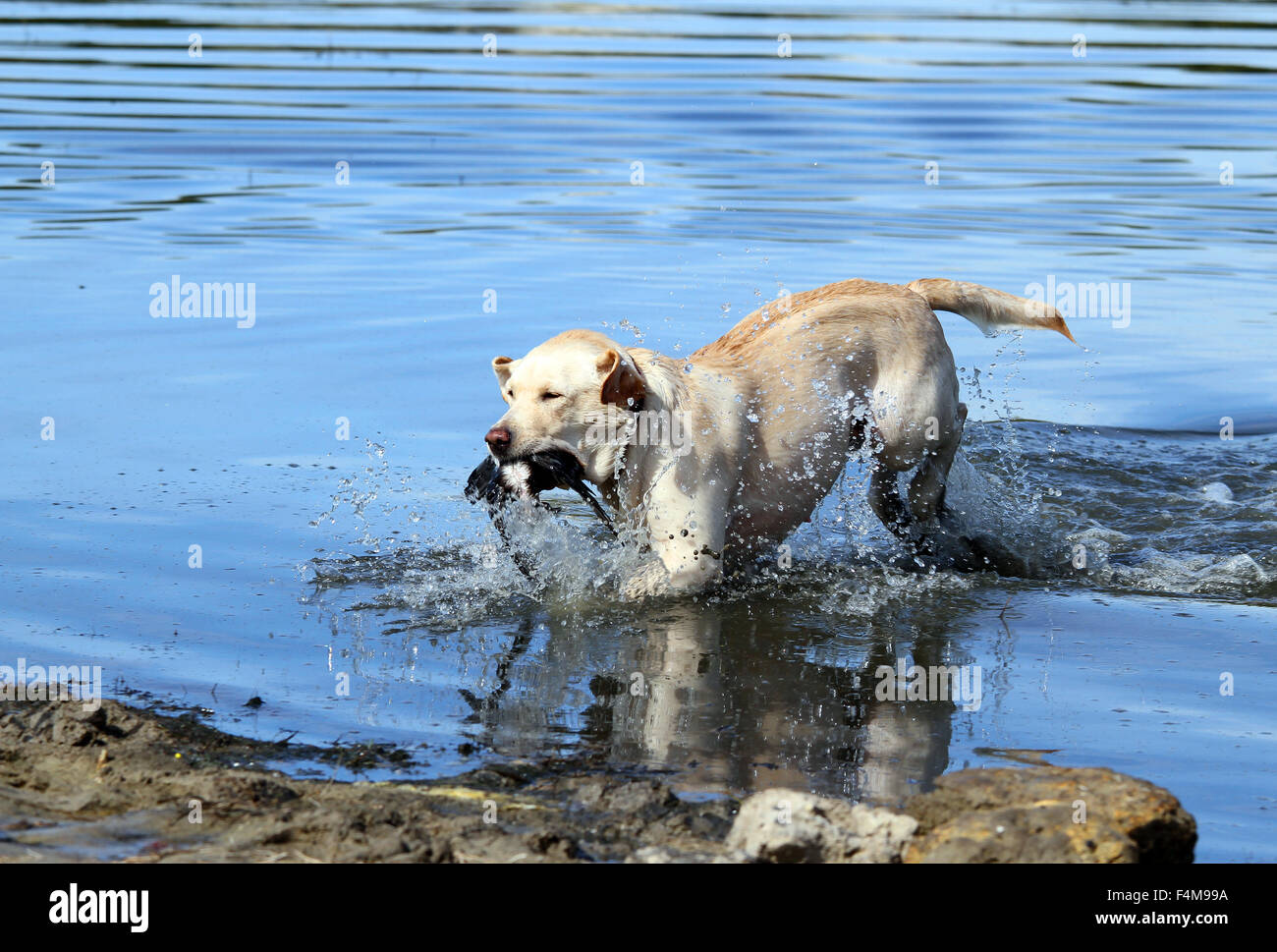 the yellow Labrador retriever retrieving a duck in the pond Stock Photo