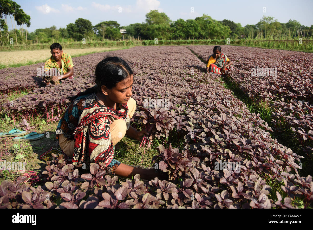 Bangladeshi agriculture labor works in the vegetable field at
