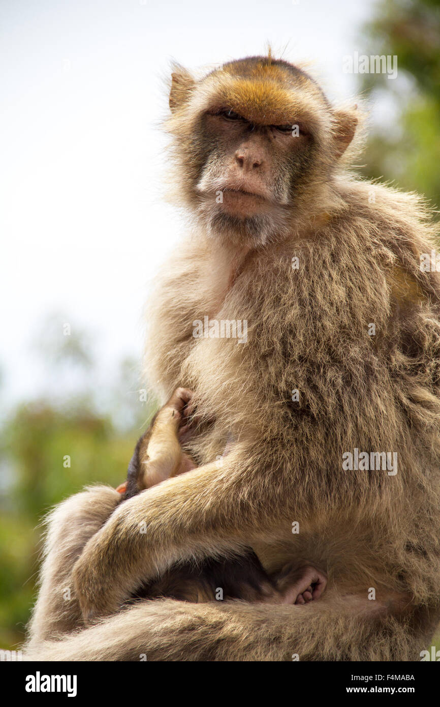 free Funny monkey in Gibraltar Stock Photo - Alamy