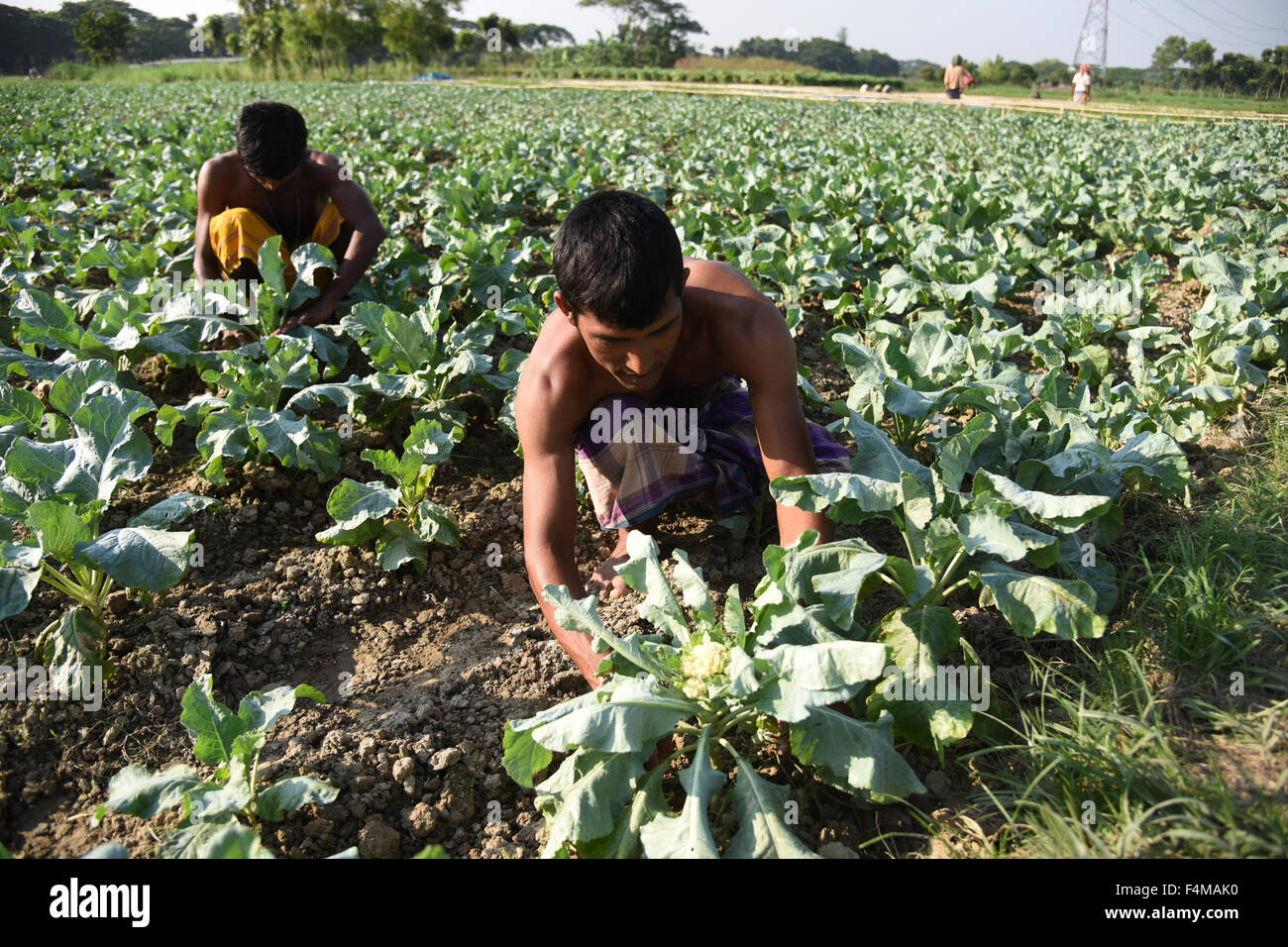 Bangladeshi agriculture labor works in the vegetable field at