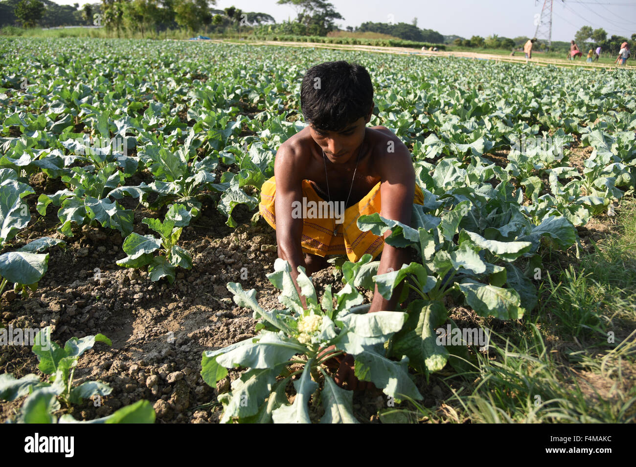 Bangladeshi agriculture labor works in the vegetable field at