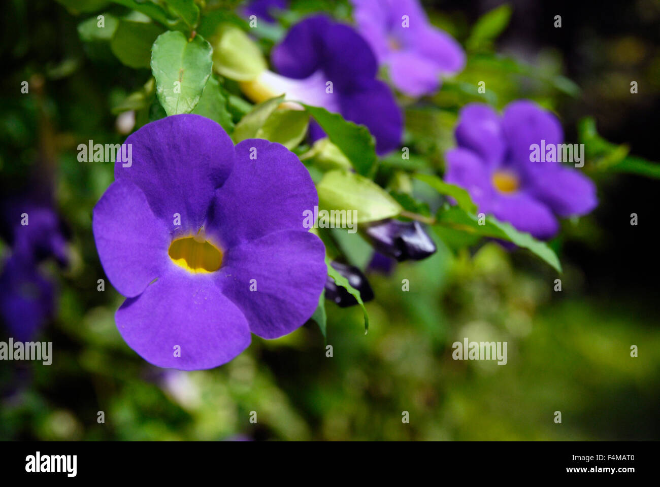blue Bengal Trumpet flowersThunbergia grandiflora Stock Photo