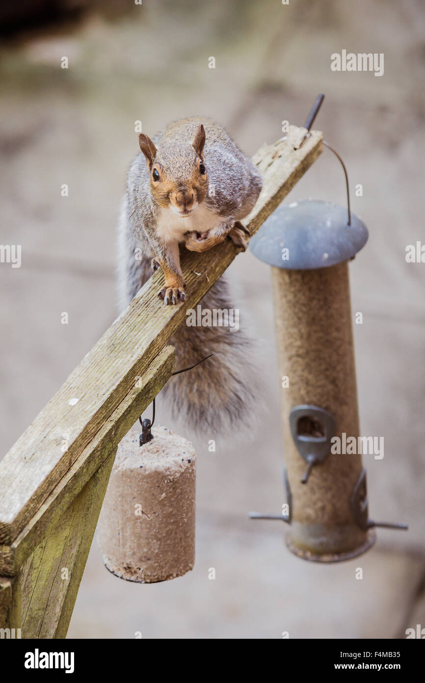 Squirrel caught taking the bird food Stock Photo Alamy