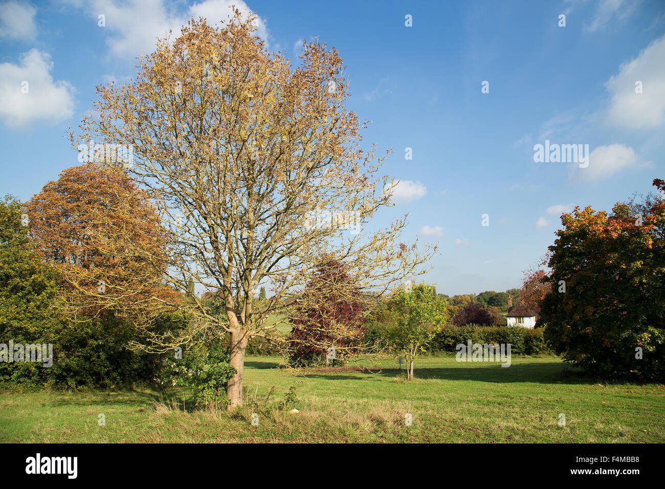 Ash trees britain hi-res stock photography and images - Alamy