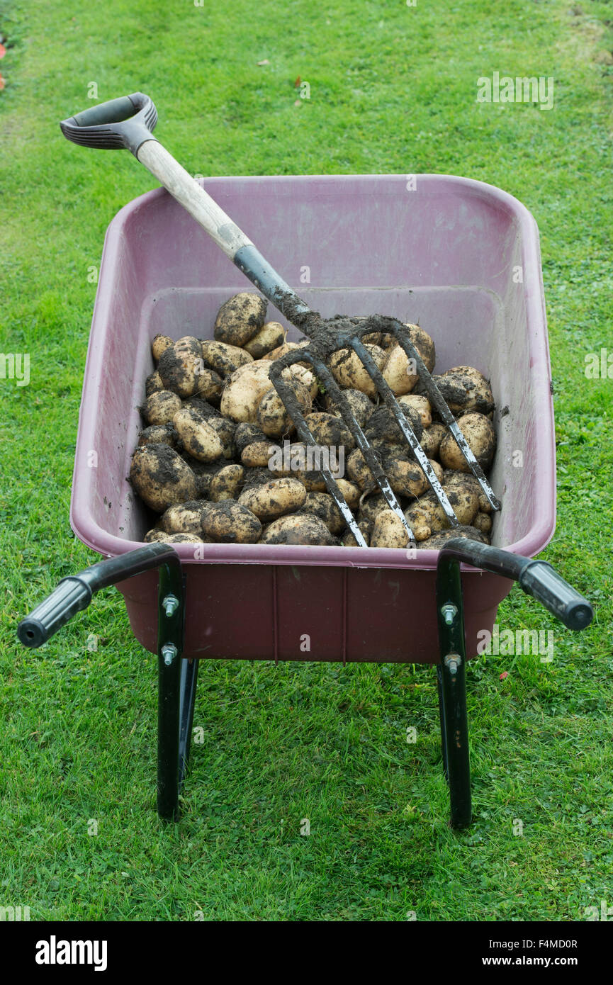 Harvested potatoes and garden fork in a wheelbarrow Stock Photo
