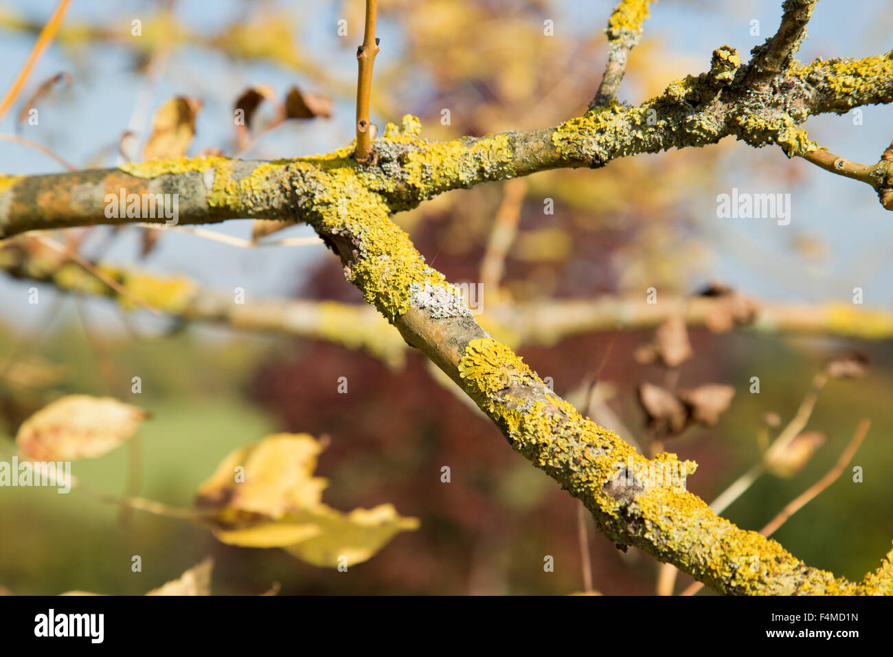 Xanthoria Parietina growing on a diseased Ash tree in Lloyd Park Croydon Surrey UK in Autumn Stock Photo