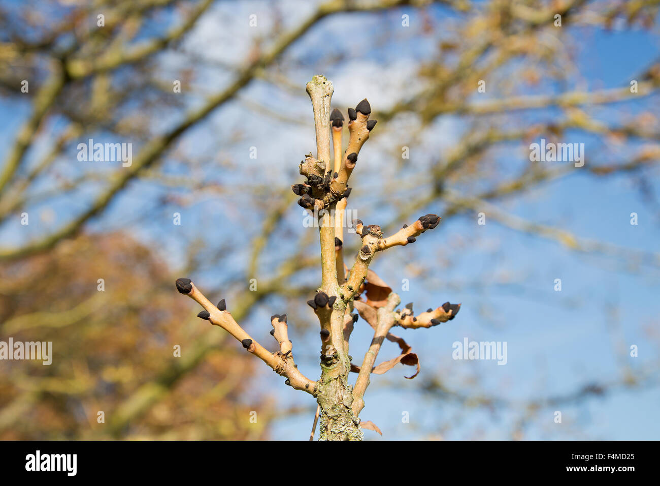 Black Ash tree buds in Autumn in Lloyd Park in Croydon Surrey UK Stock ...