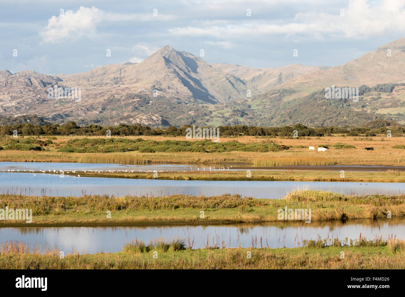 Looking across the tidal estuary of the Afon Glaslyn towards Chinict Mountain Snowdonia National Park, Wales, UK Stock Photo