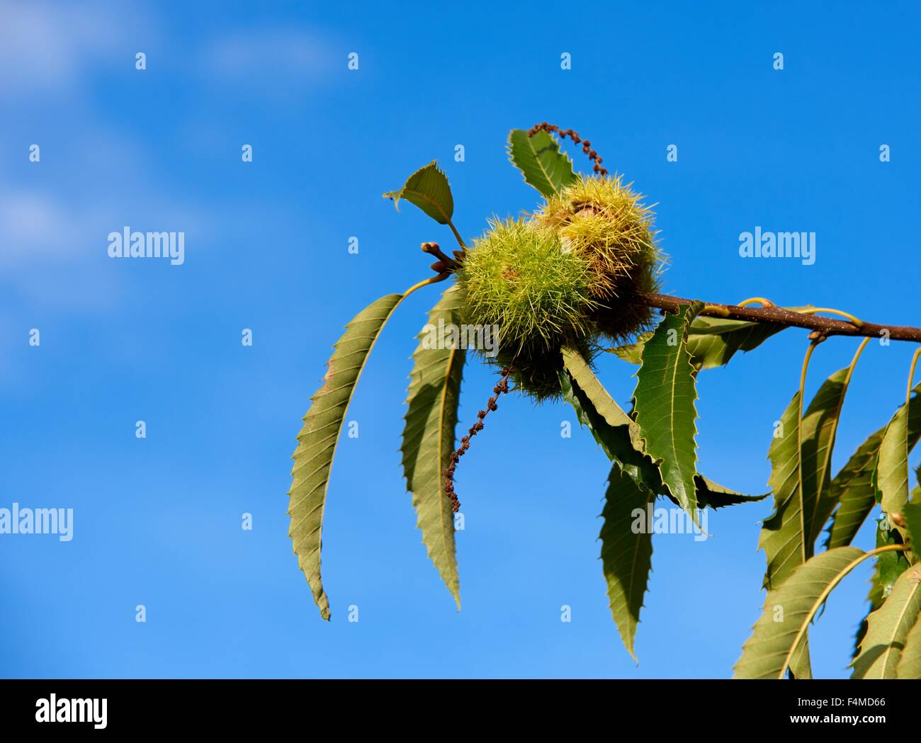 Fruit of horse chestnut tree hi-res stock photography and images - Alamy