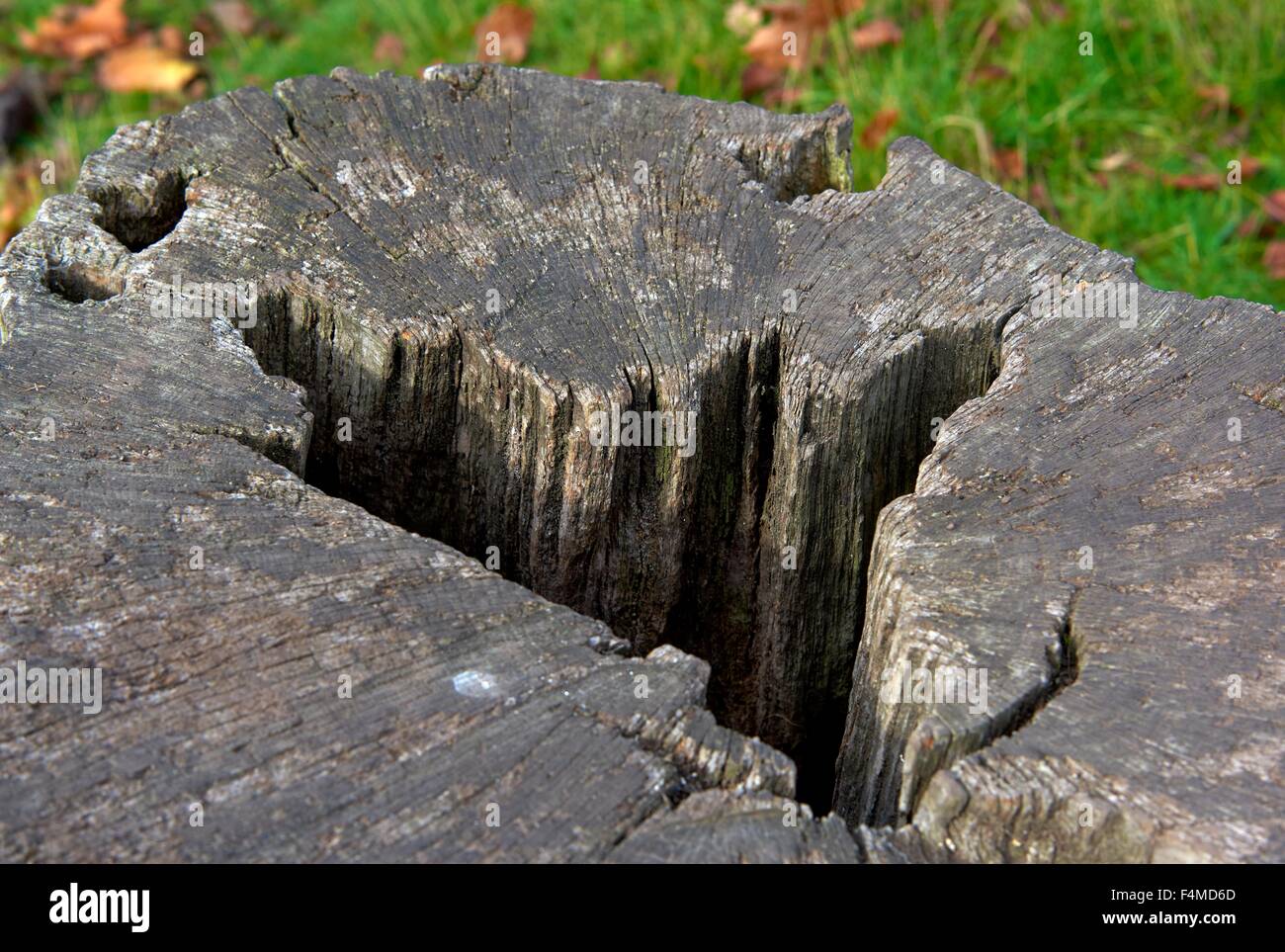 An old tree stump with a hole in. Wollaton park Nottingham England UK Stock Photo
