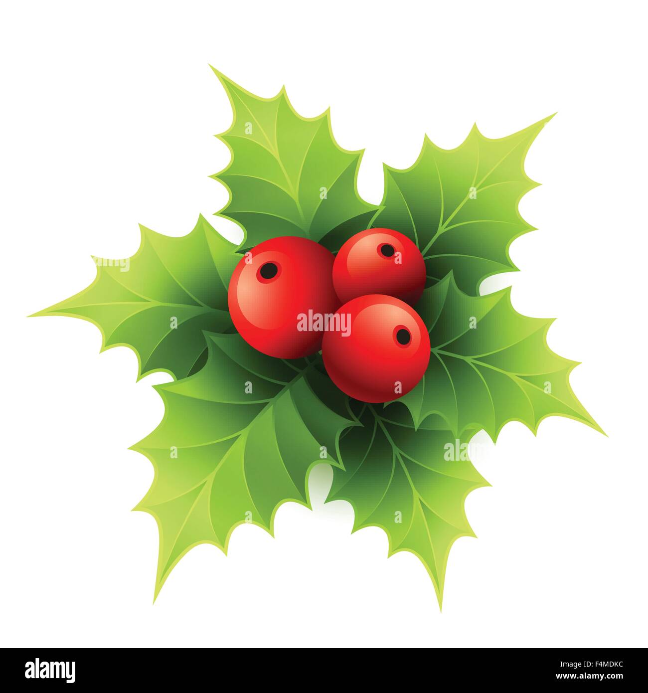Vector Christmas holly with berries. Vector illustration Stock Vector ...