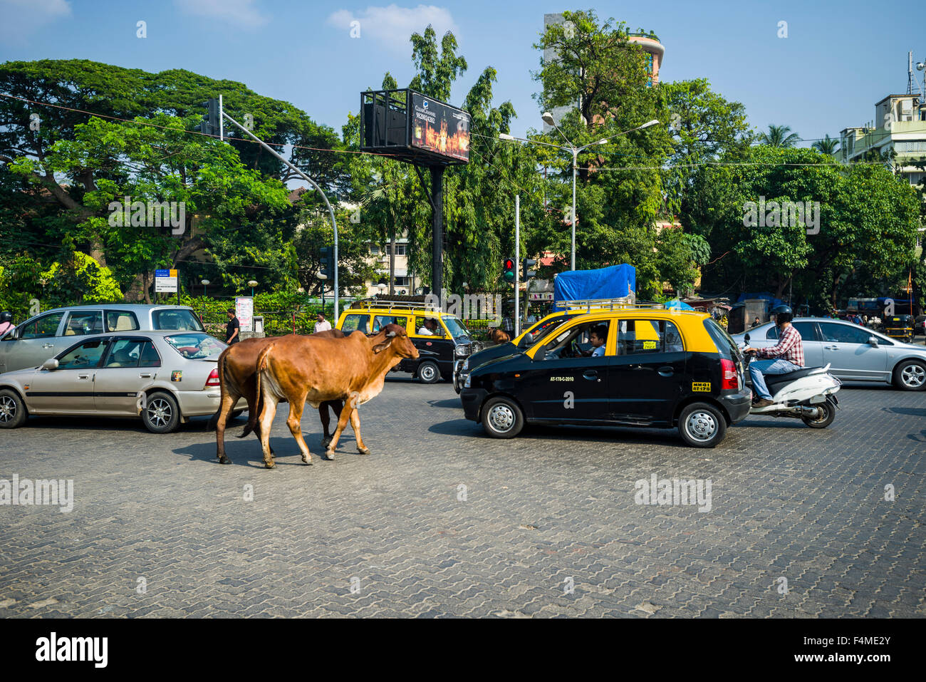 Two cows are crossing a road, walking between cars Stock Photo