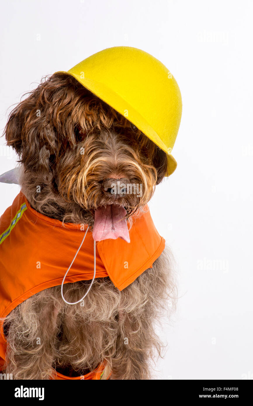 construction worker dog Stock Photo Alamy