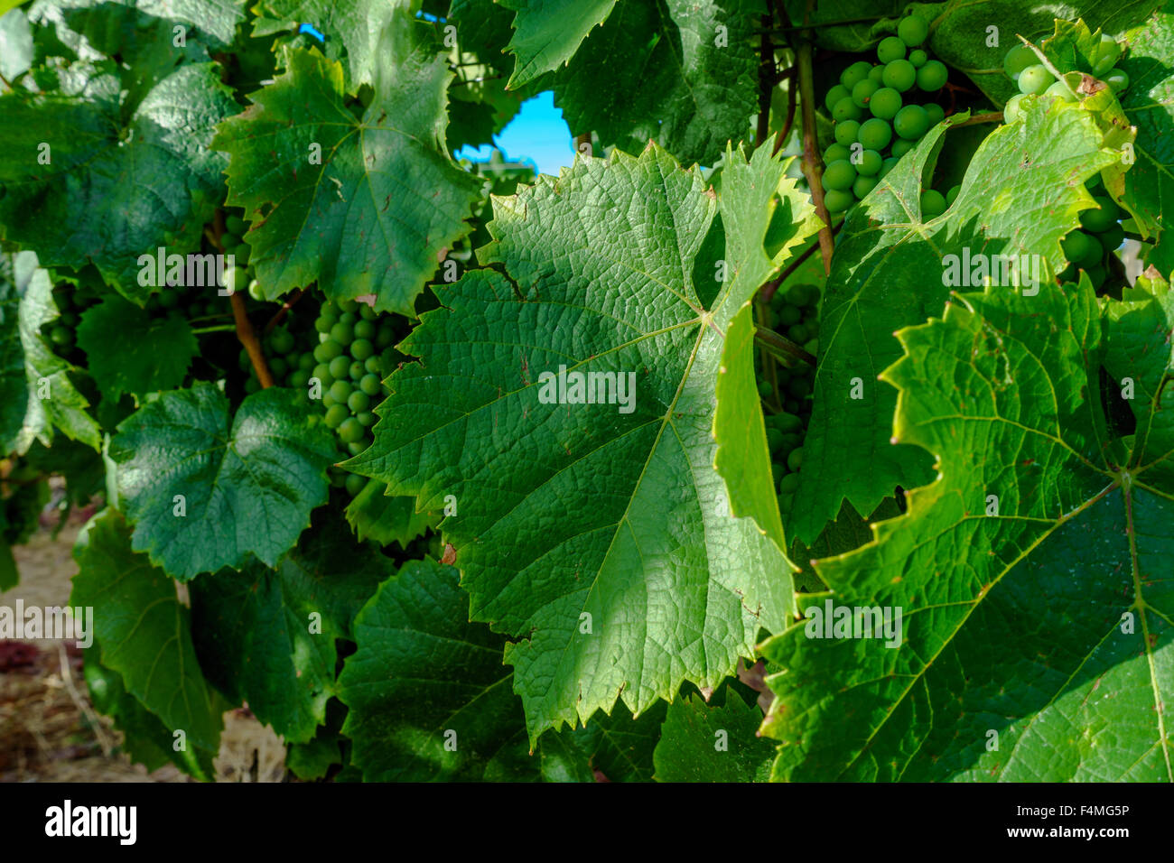 Green and burgundy leaves hires stock photography and images Alamy