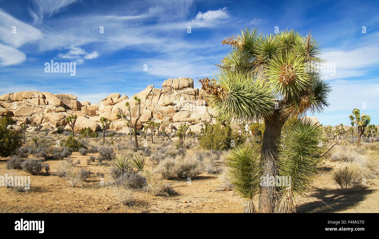 Landscape view of Joshua Tree National Park Stock Photo - Alamy