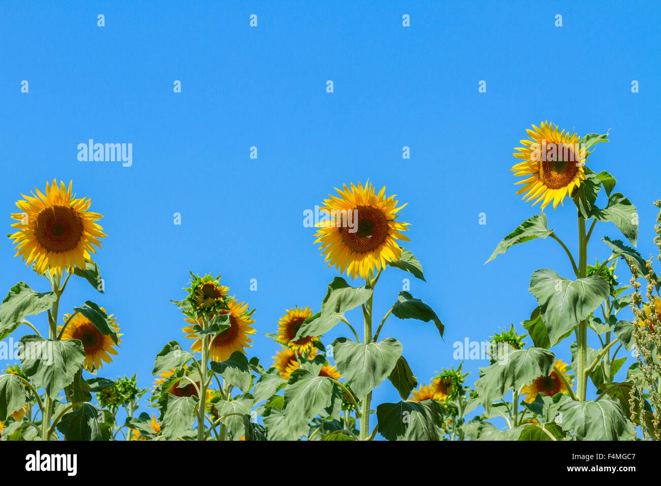 Field of sunflowers Stock Photo - Alamy