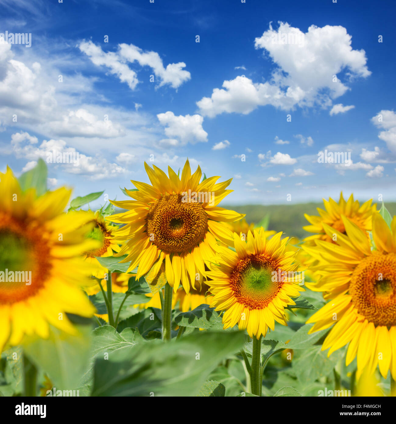 Field of sunflowers Stock Photo - Alamy
