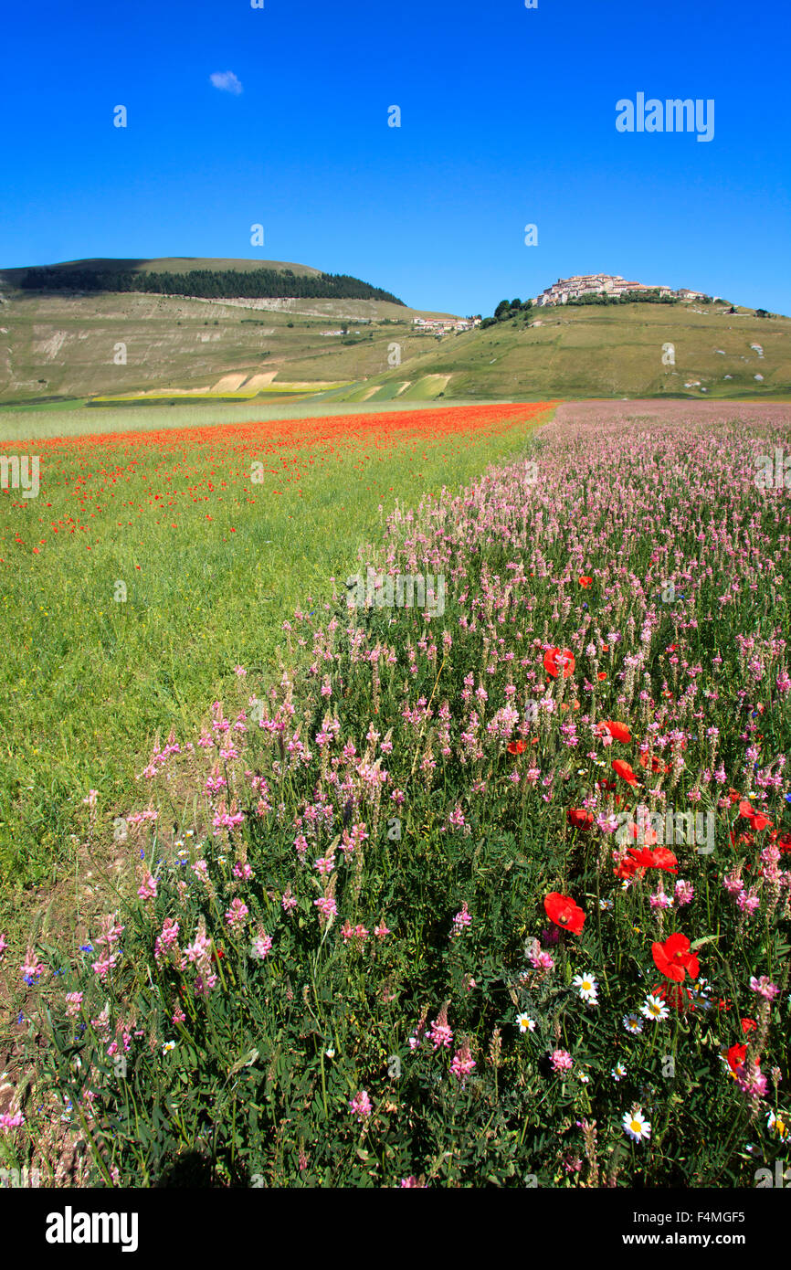 Castelluccio di Norcia, Highland of Castelluccio di Norcia, Norcia