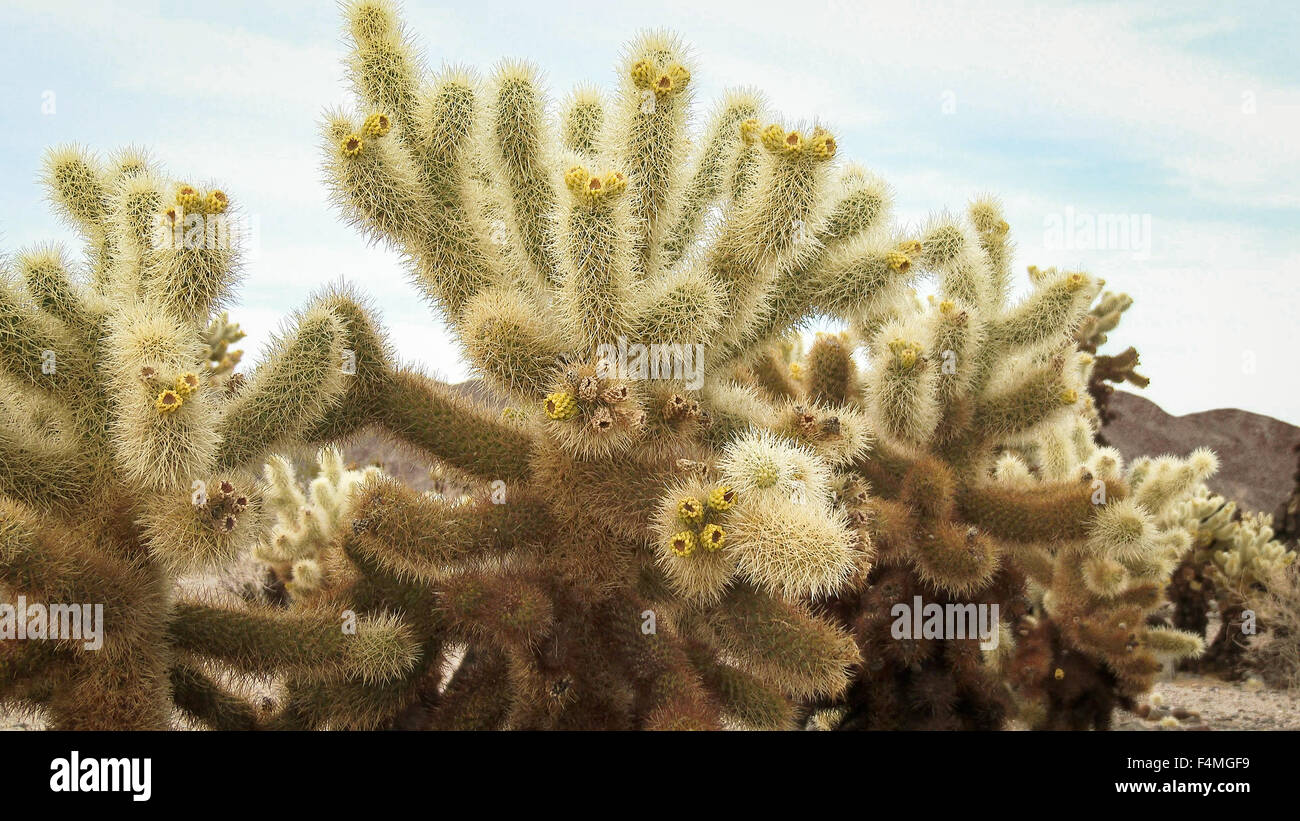 Close up, Cholla Cactus Garden, Joshua Tree National Park Stock Photo