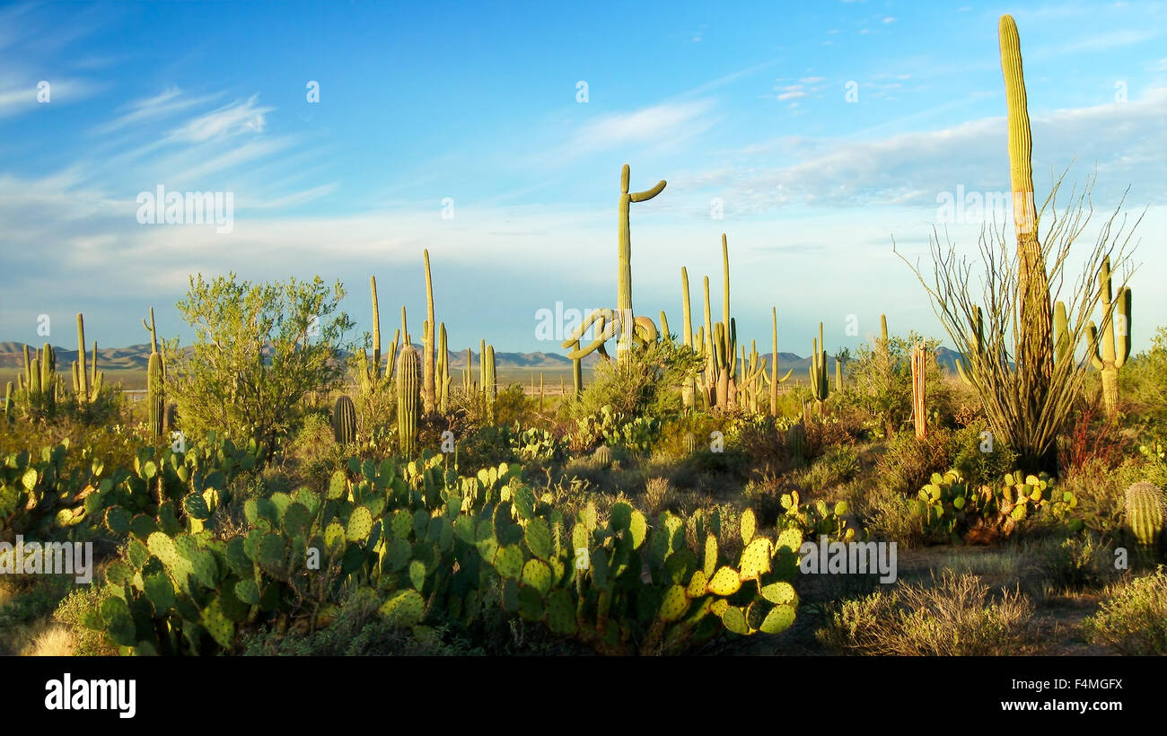 Desert landscape in Saguaro National Park Stock Photo