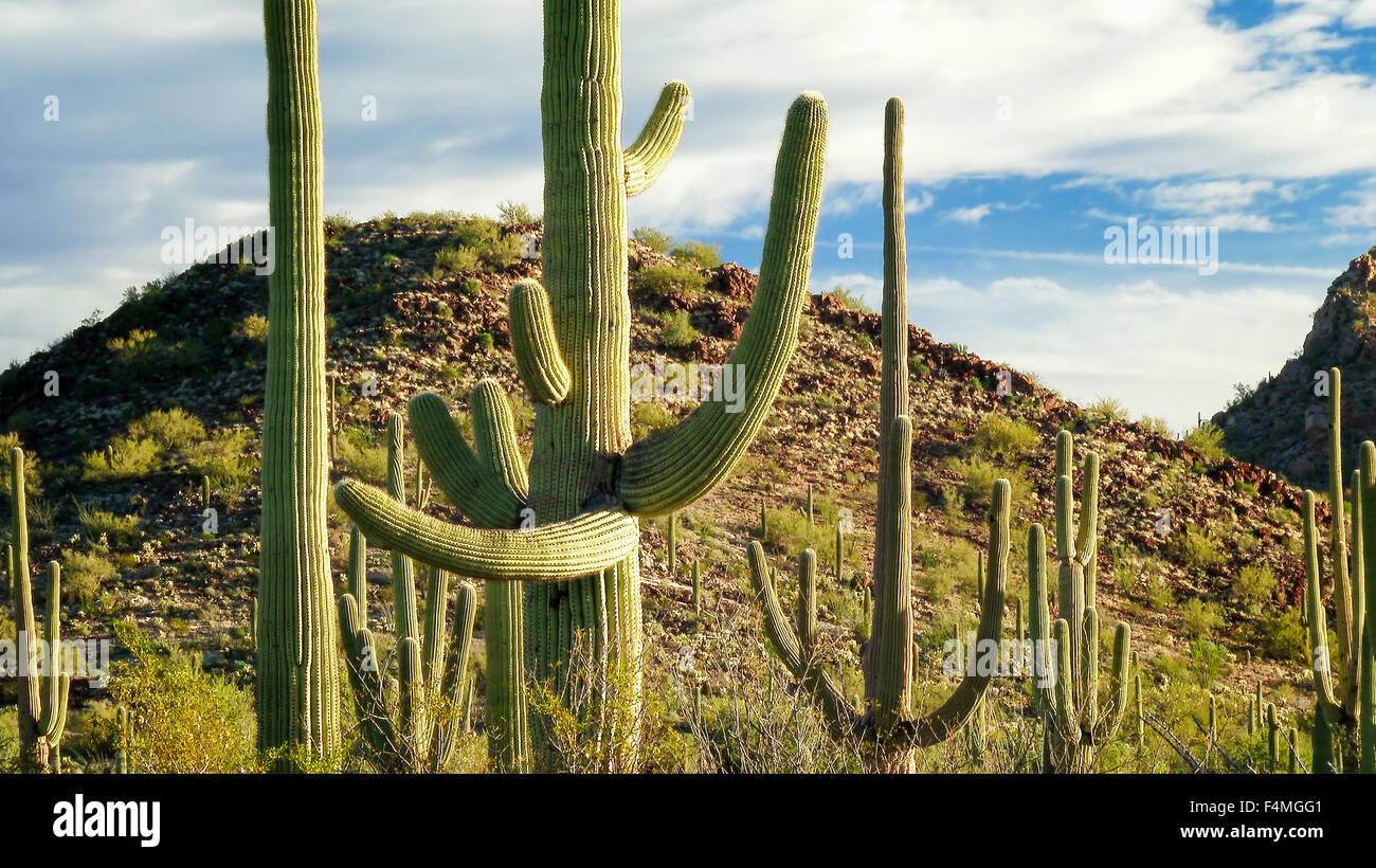 Desert landscape in Saguaro National Park Stock Photo