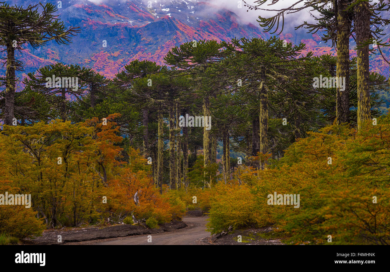 Araucarias, conguillio national park, chile. Region de la Araucania. autumn in chile Stock Photo