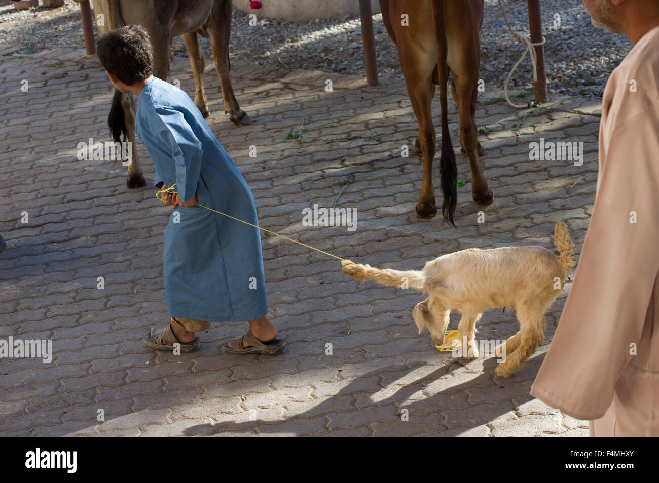 Tethered goat hi-res stock photography and images - Alamy