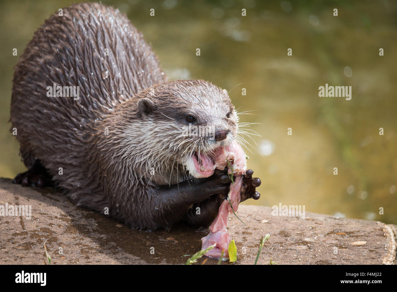 Common Otter feeding Stock Photo