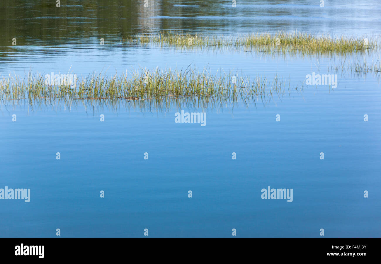 Cordgrass (Spartina alterniflora) in a salt water marsh creek at high tide. Stock Photo