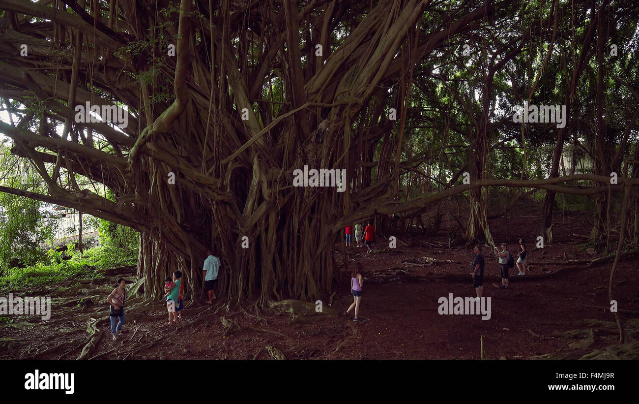Tourists explore the large Banyan Tree at Wailuku River State Park in Hilo on the Big Island of Hawaii Stock Photo