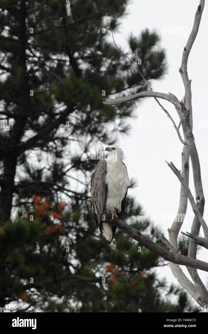 White-bellied Sea Eagle (Haliaeetus leucogaster) sitting on a tree at the shore of Lake King in Lakes Entrance, Victoria, Austra Stock Photo