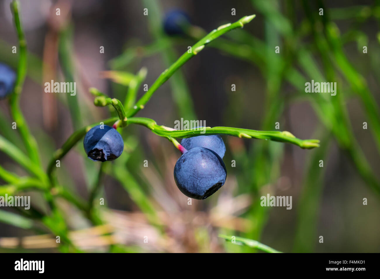 Fruit wild berry organic hi-res stock photography and images - Alamy