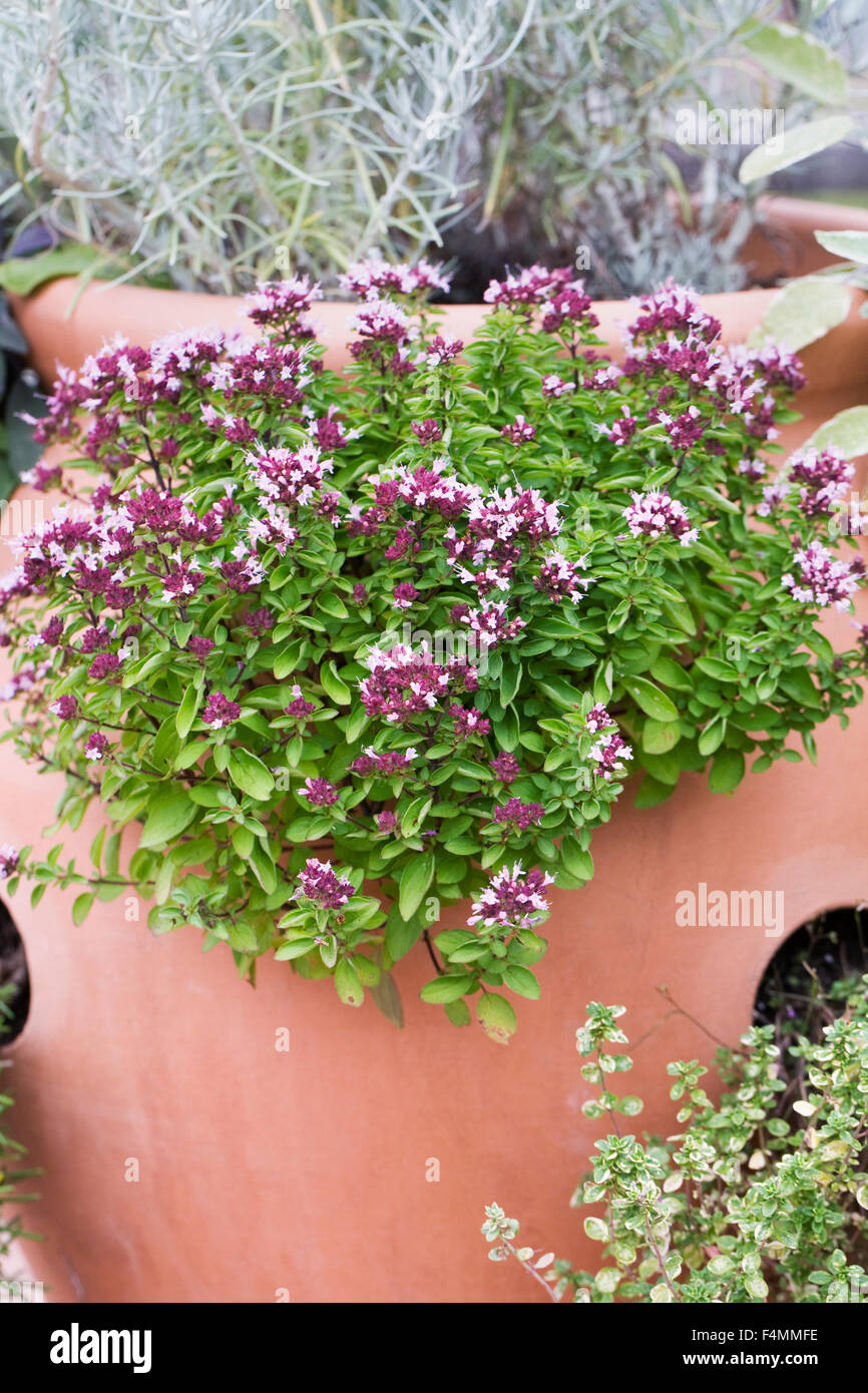 Thymus vulgaris flowers in a herb pot. Stock Photo