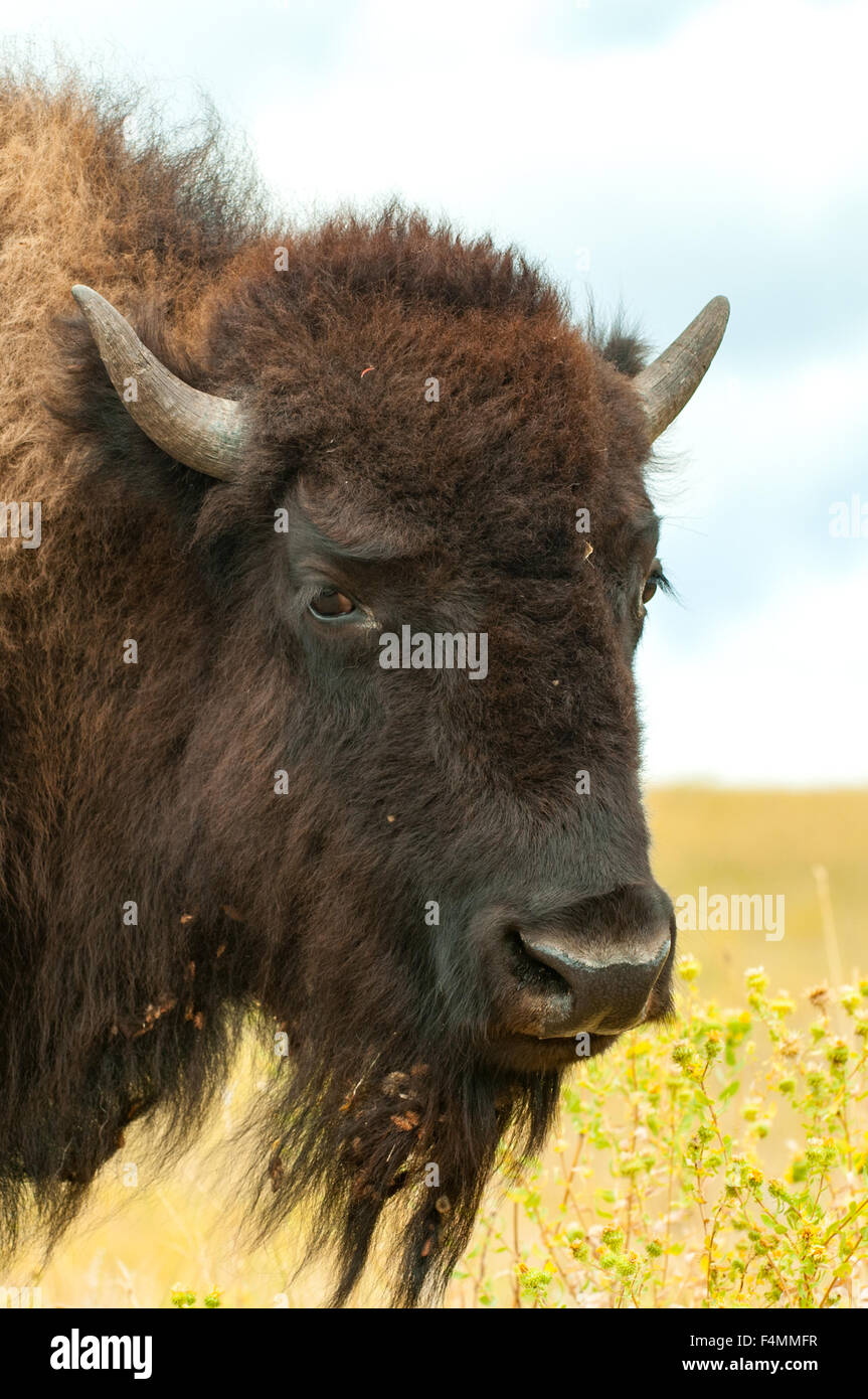 Bison, Custer State Park, South Dakota, USA Stock Photo Alamy