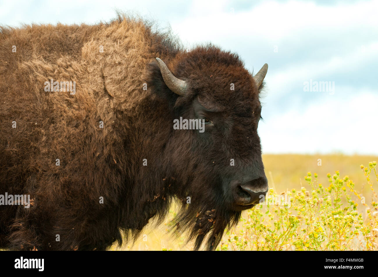 Bison, Custer State Park, South Dakota, USA Stock Photo Alamy