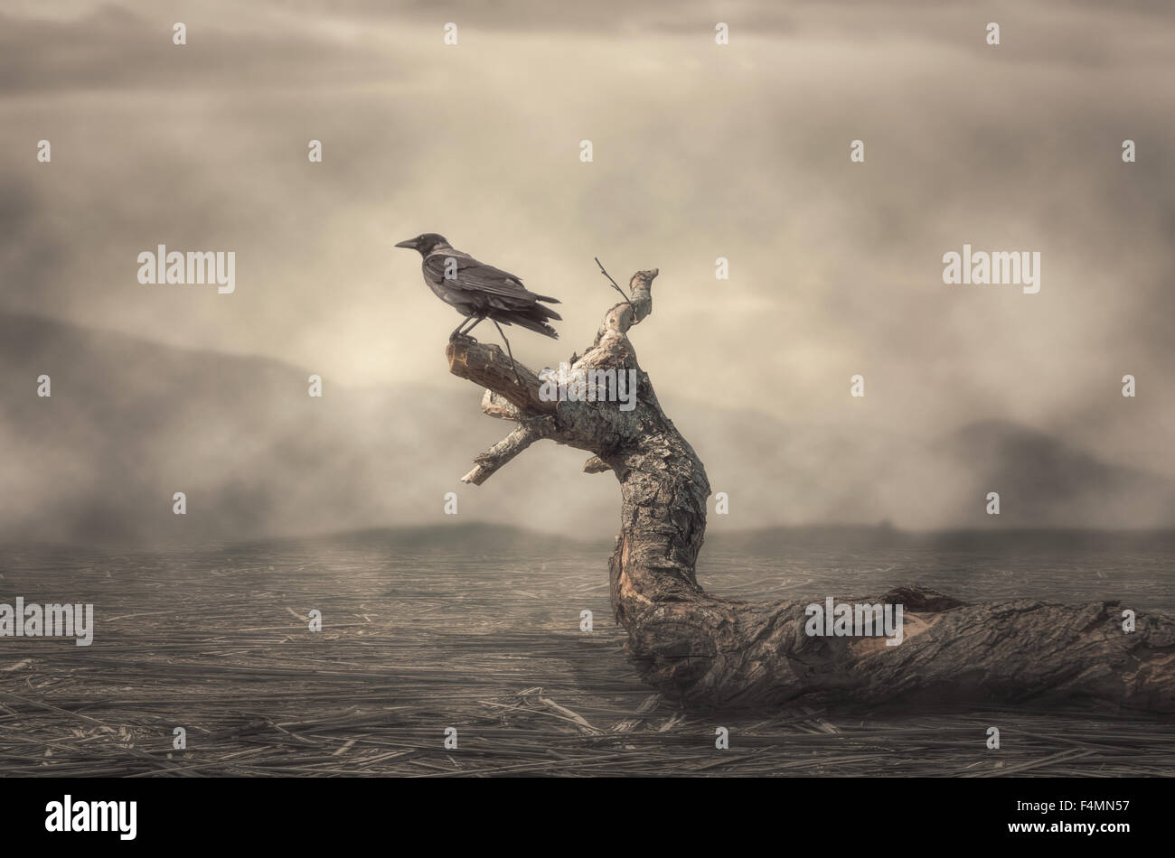 The crow perching on tree in misty weather Stock Photo