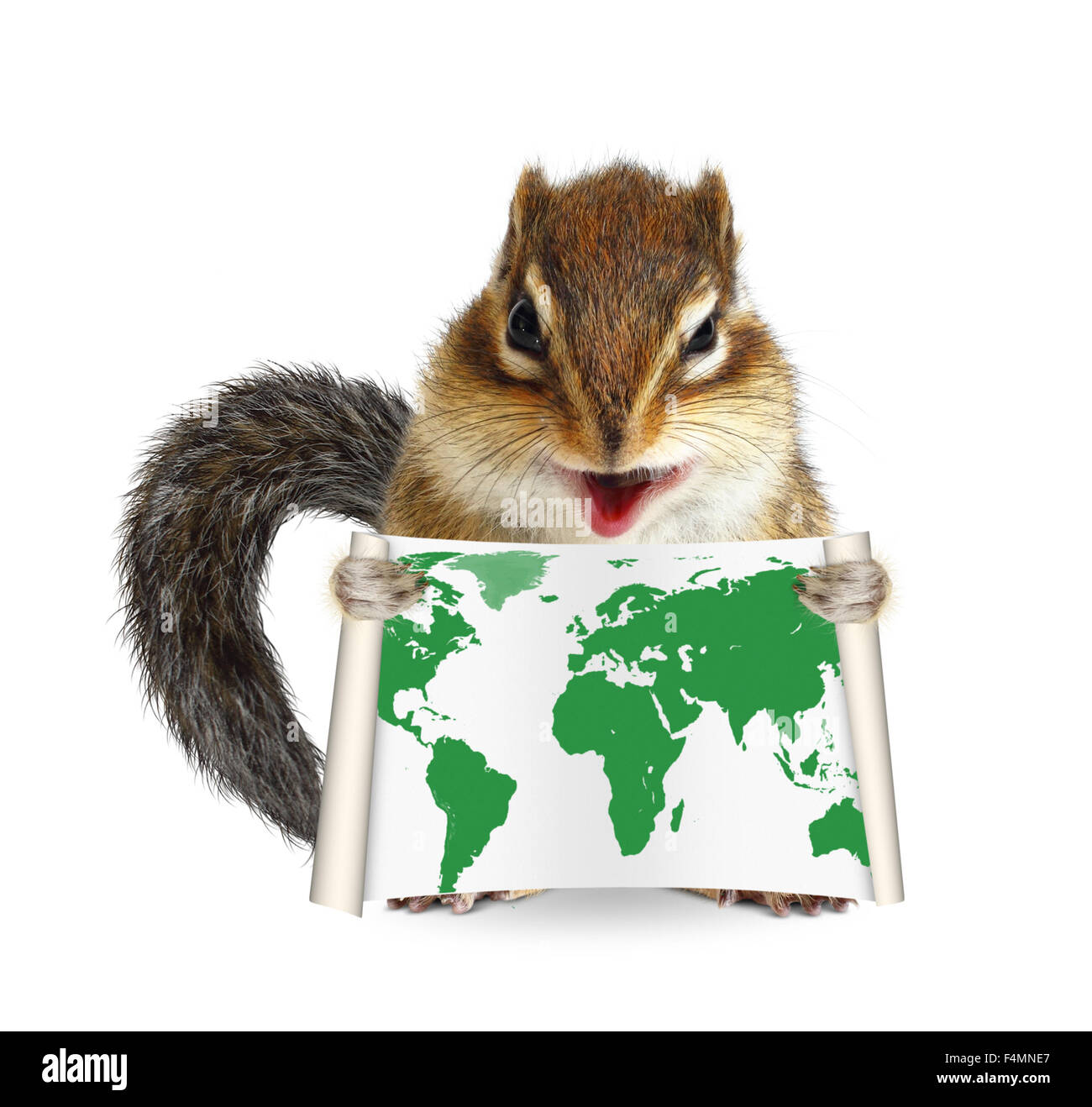 Funny animal chipmunk holding map on white background Stock Photo