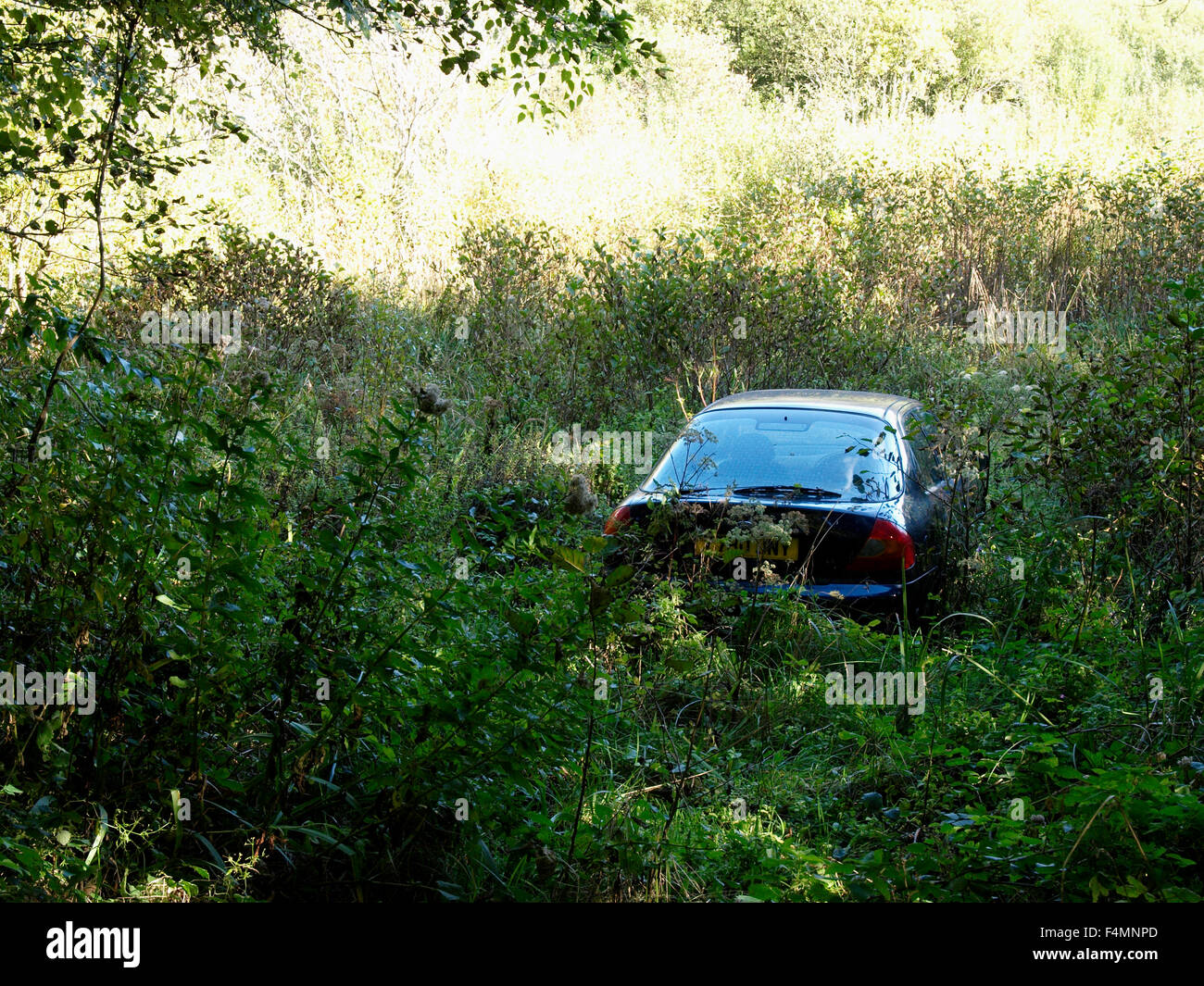 Car driven of the road in to scrub land, UK Stock Photo