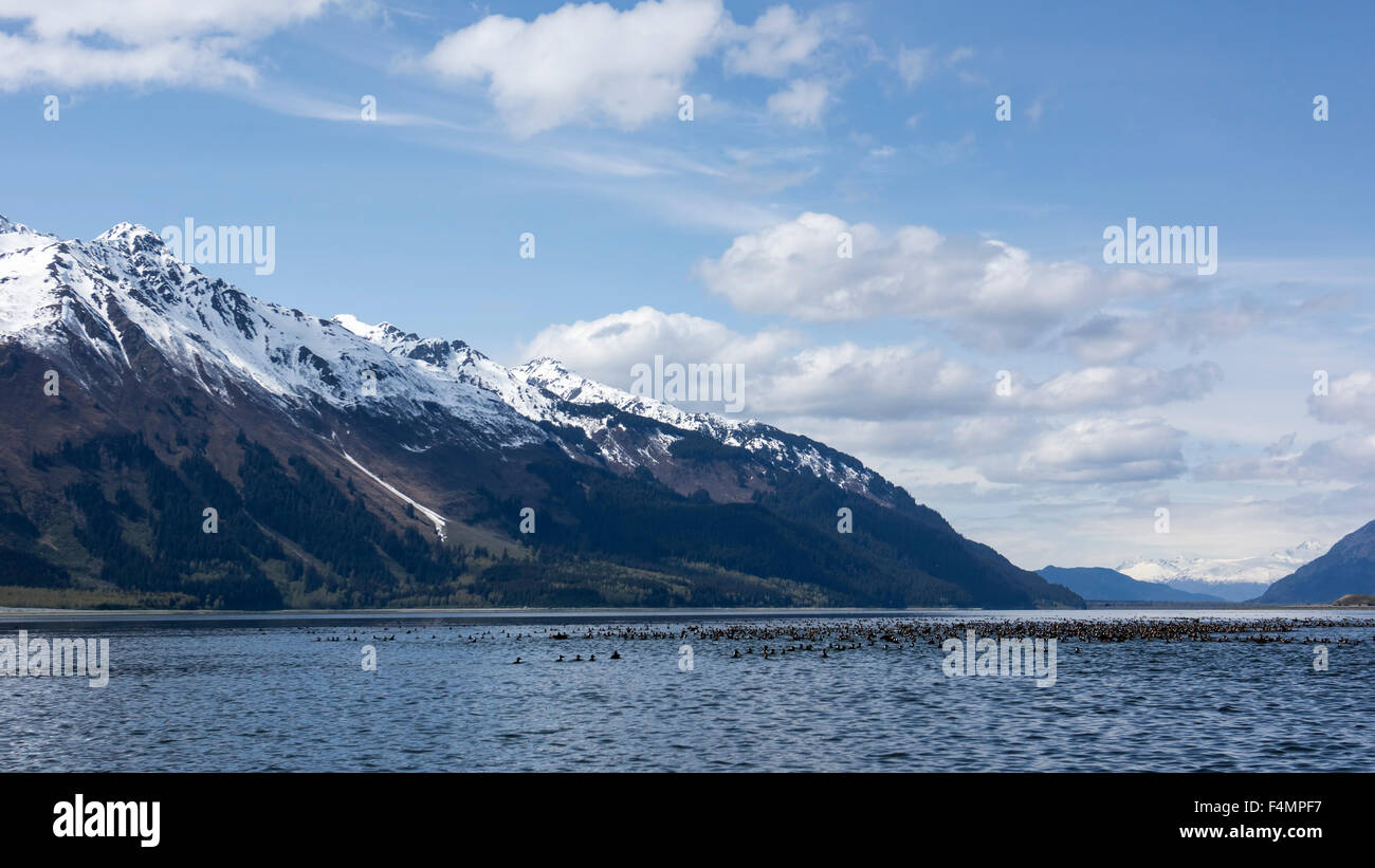 Large flock of Surf Scoter sea ducks in the Chilkat Inlet in Southeast Alaska. Stock Photo