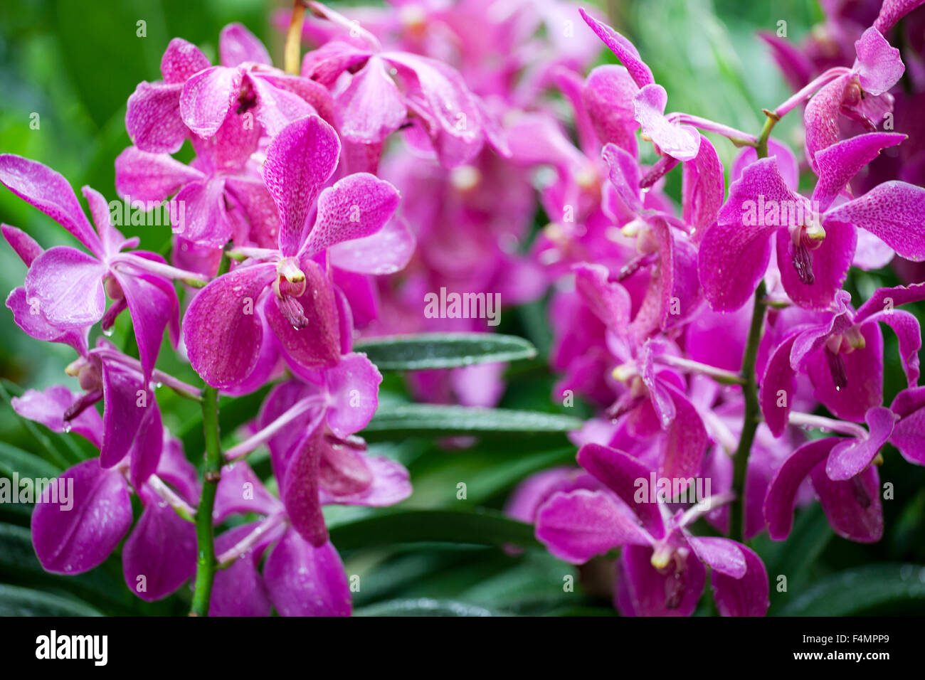 Tulips at Singapore Botanic Gardens Stock Photo