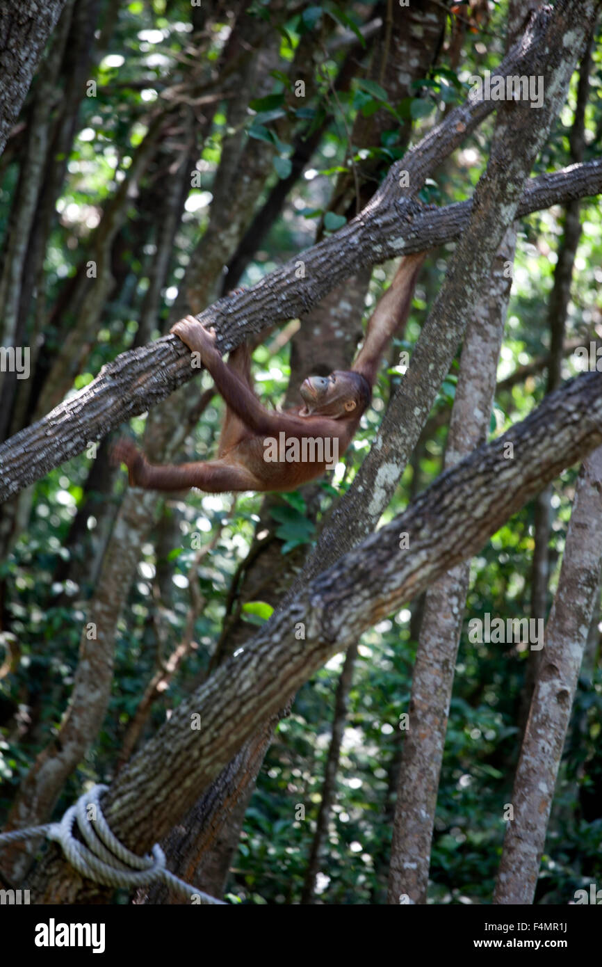 Orangutan at Care Centre, Kota Kinabalu, Sabah, Borneo Stock Photo
