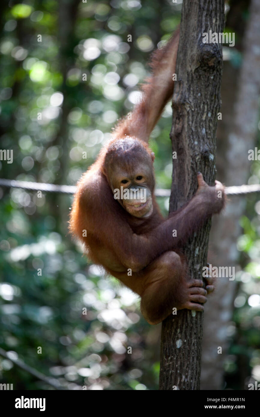 Orangutan Sanctuary Stock Photo