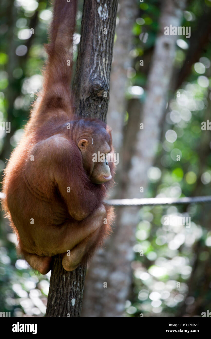 Orangutan Sanctuary Stock Photo