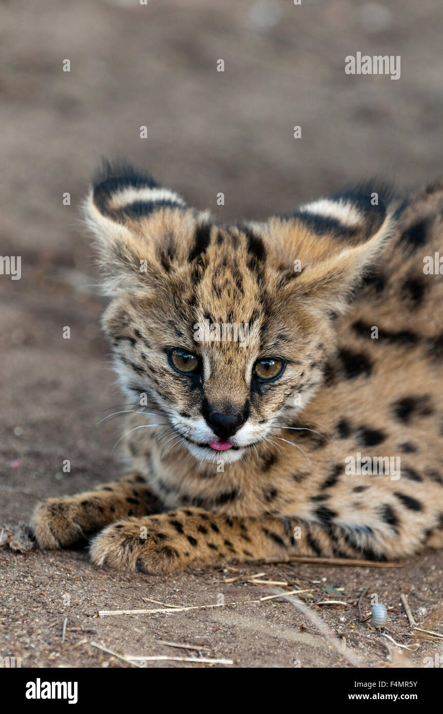 Young Serval Cat (Felis serval), Captive, Hoedspruit Endangered Species