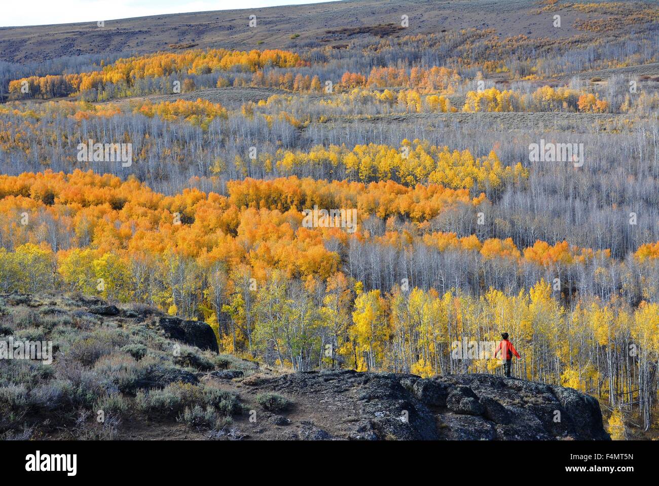 Aspen and cottonwood trees turn a golden yellow as fall takes hold in