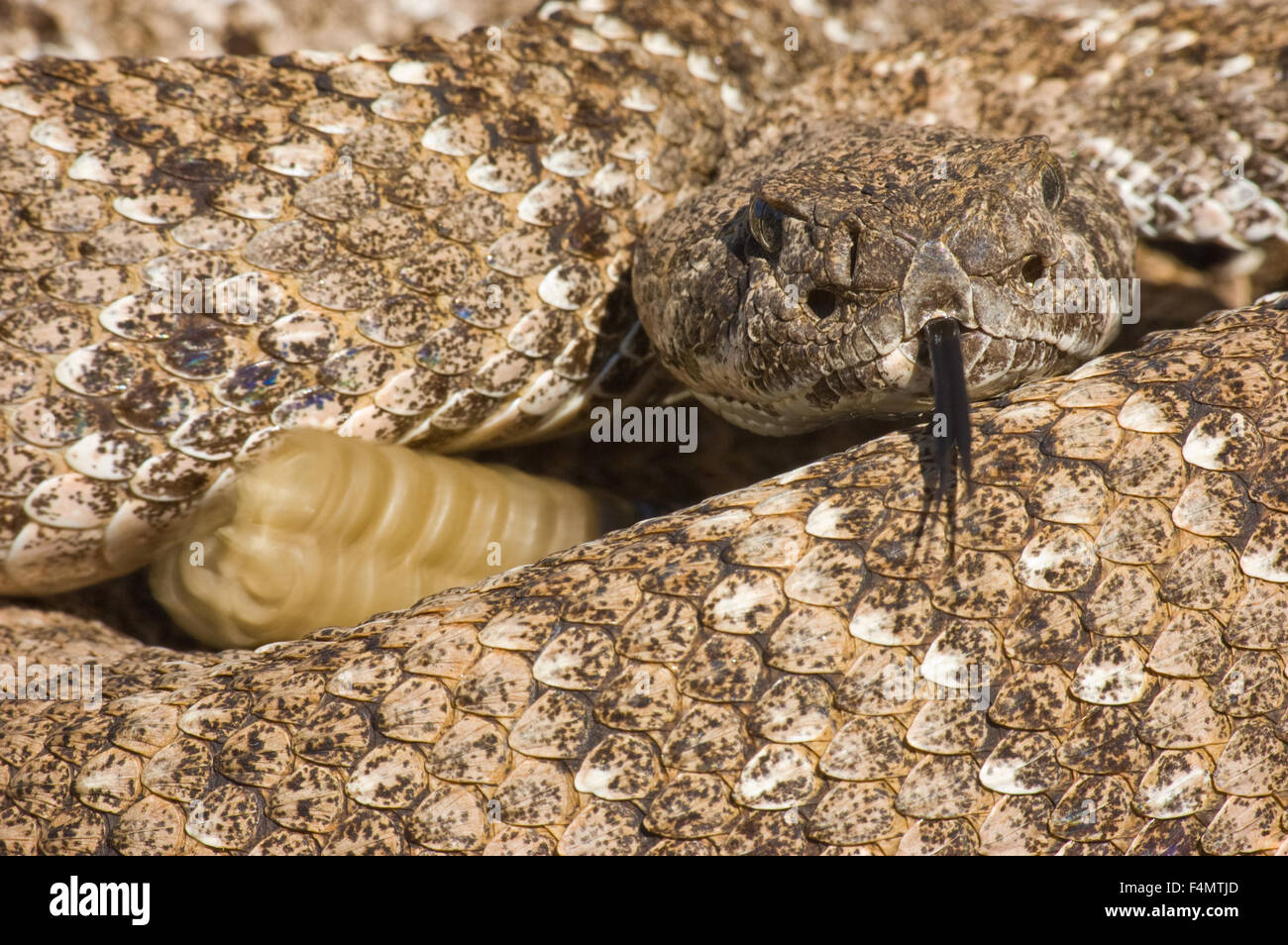 Rattlesnake hi-res stock photography and images - Alamy