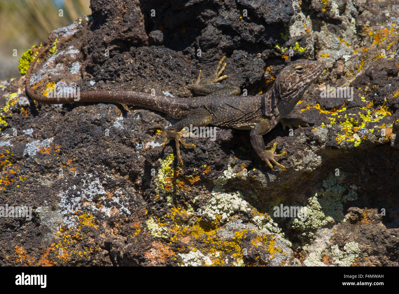 Eastern Collared Lizard, (Crotaphytus collaris), Volcanoes Day Use Area