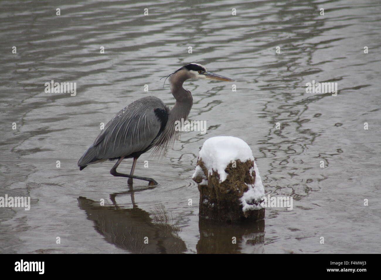 Blue Heron at Roane County Park, Tennessee. Stock Photo