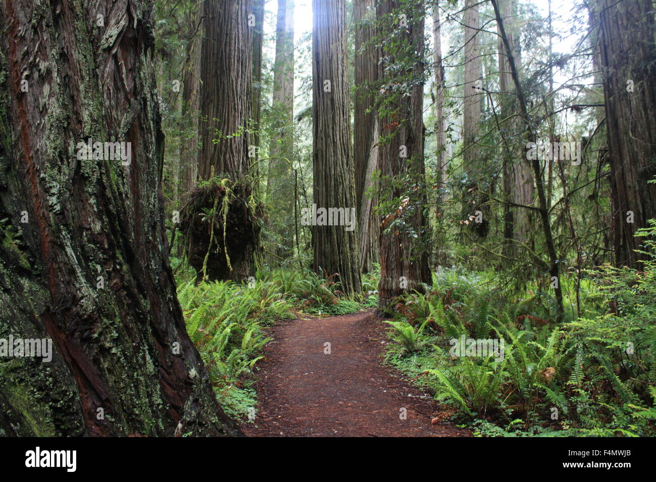 Trail through the Redwood Forest, Crescent City, California Stock Photo -  Alamy, image size:1300x956