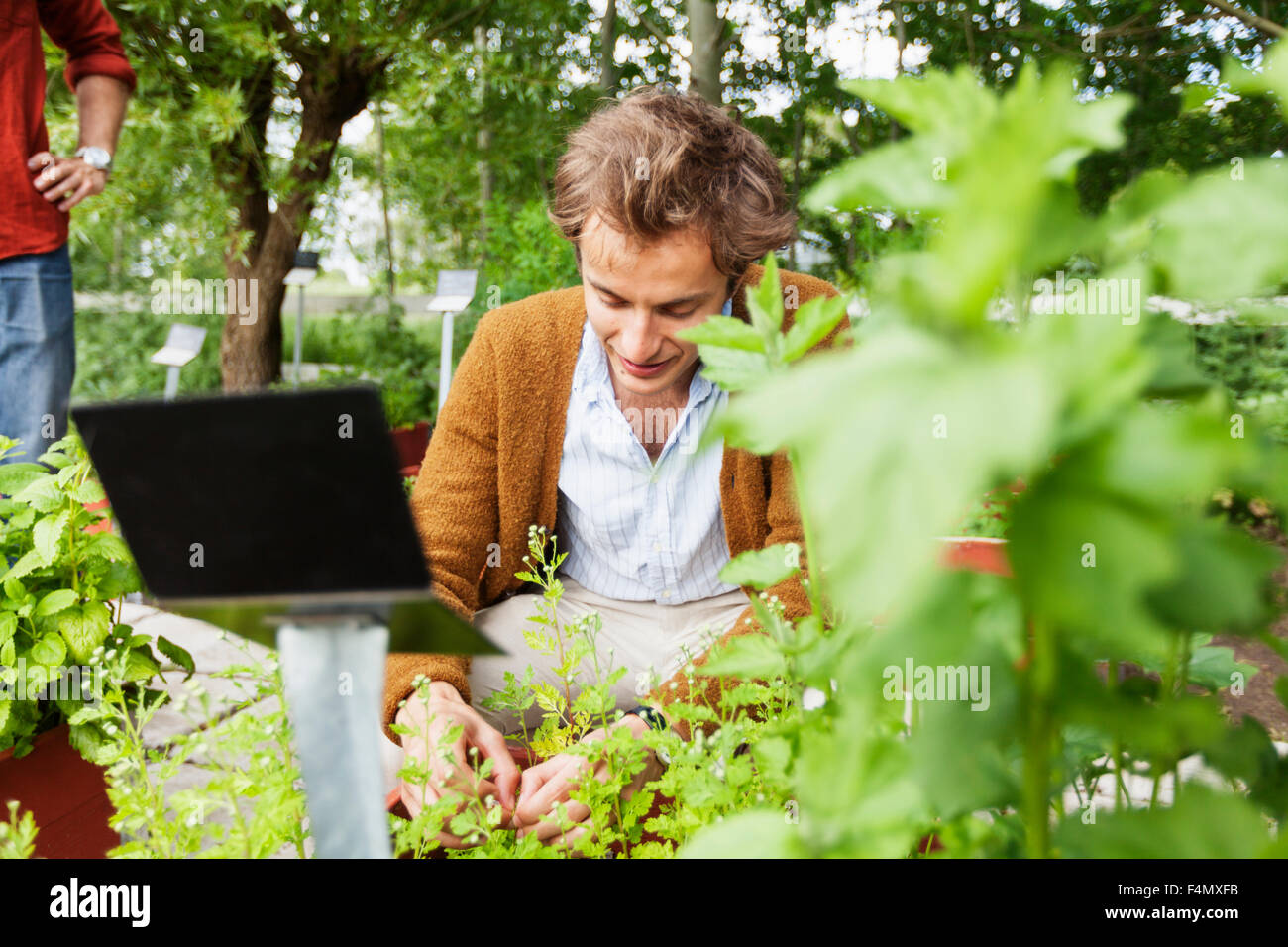 Man picking herbs from plants outdoors Stock Photo Alamy